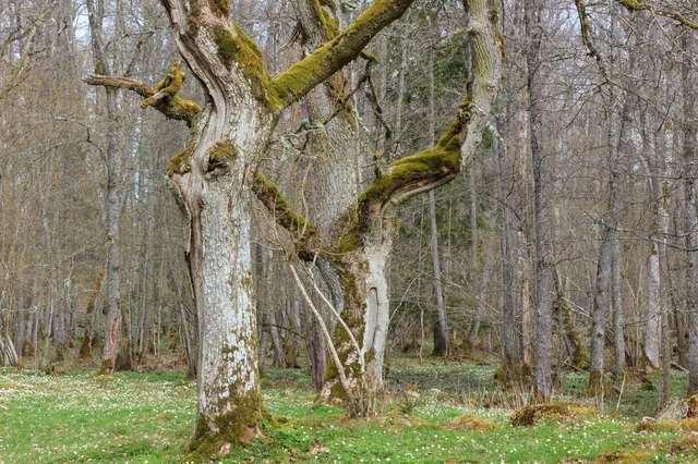 Grey Oak